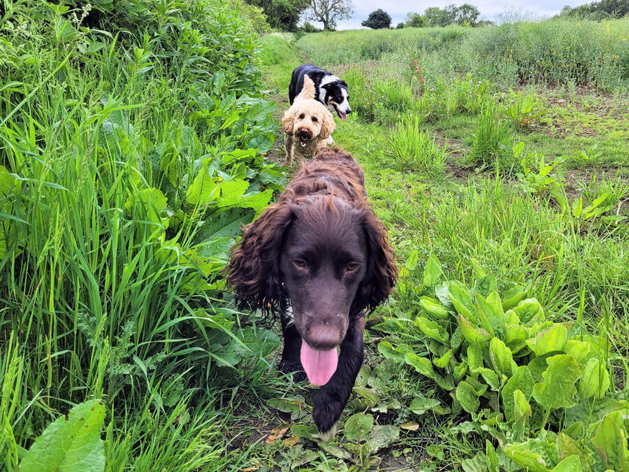 3 dogs in a line