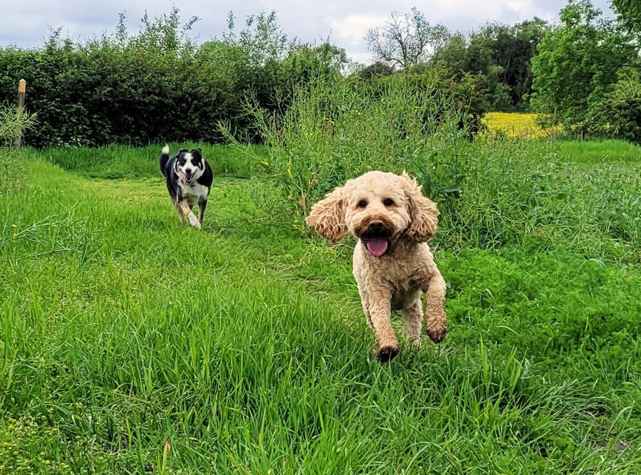 3 dogs in a line